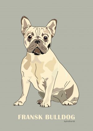 Fransk fawn Bulldog